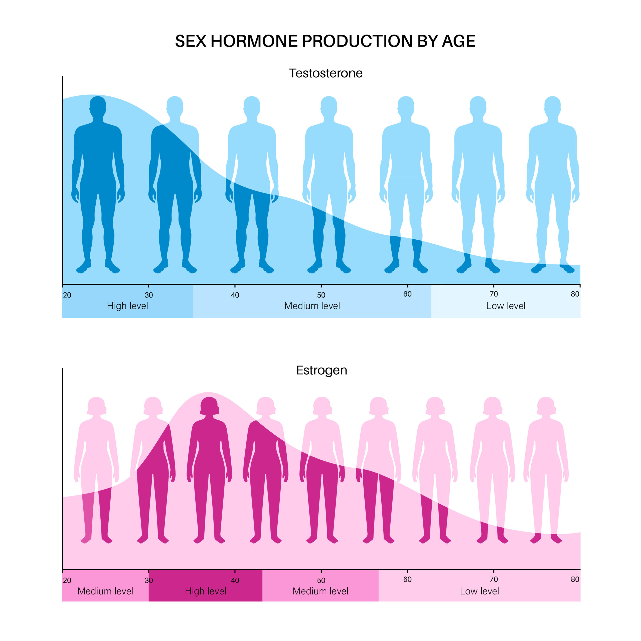 Testosterone estrogen level Estrogen and testosterone level color chart. Sex hormone production by age vector infographic. Diagram with low and high balance of hormones in female and male body. Woman and man silhouette.